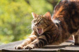 34-cat-814952_960_720-300x200.jpg