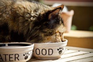 35-cat-3474821_960_720-300x200.jpg