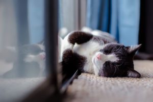33-cat-1903024_960_720-300x200.jpg