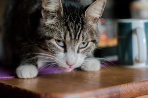 32-cat-3790706_960_720-300x199.jpg
